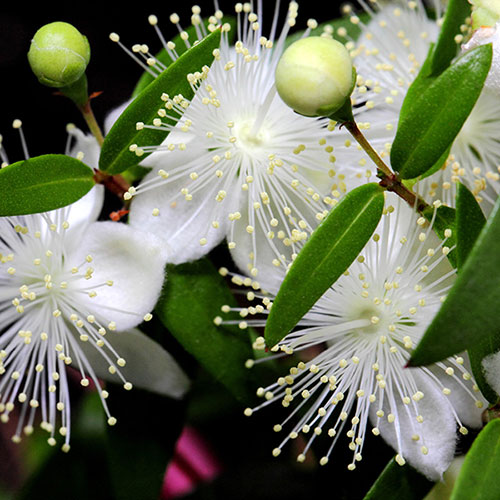 Myrtus communis 