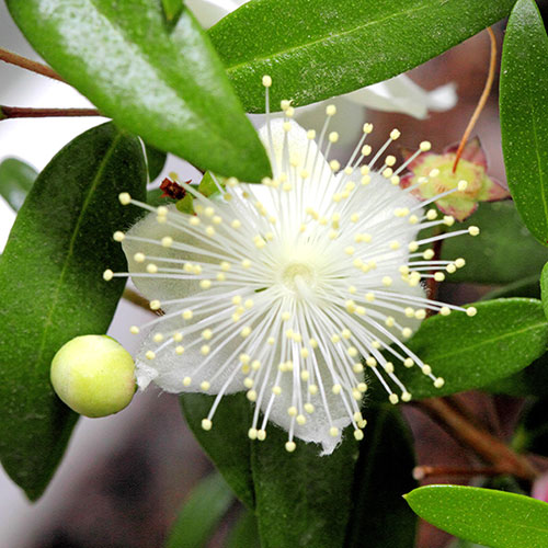 Myrtus communis 