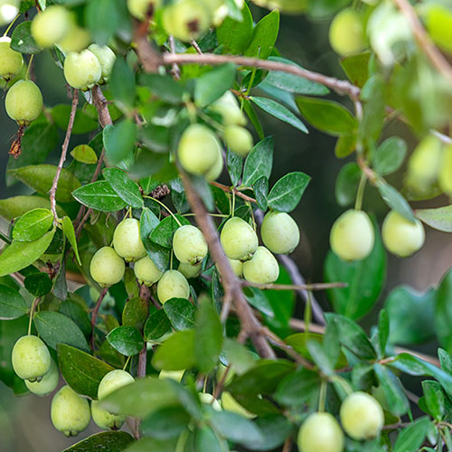 Myrtus communis 