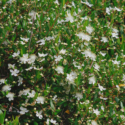 Myrtus communis 