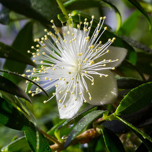 Myrtus communis 