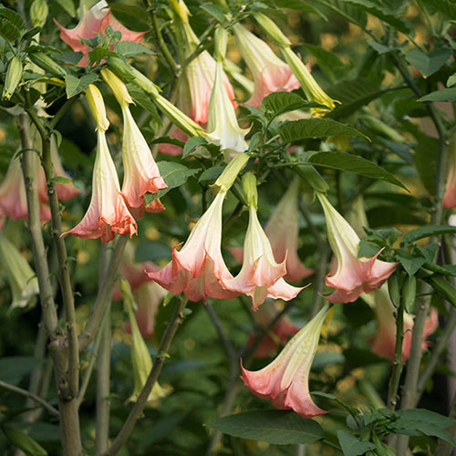 Brugmansia Pink