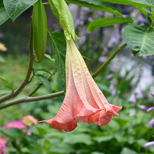Brugmansia Pink