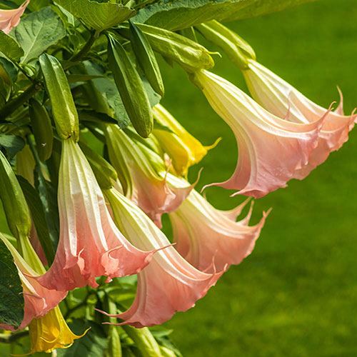 Brugmansia Pink