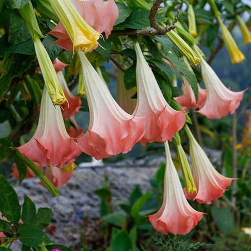 Brugmansia Pink