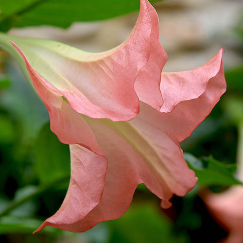 Brugmansia Pink
