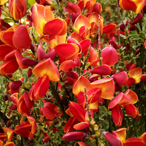 Cytisus praecox Lena Cytisus praecox Lena