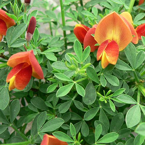 Cytisus praecox Lena Cytisus praecox Lena