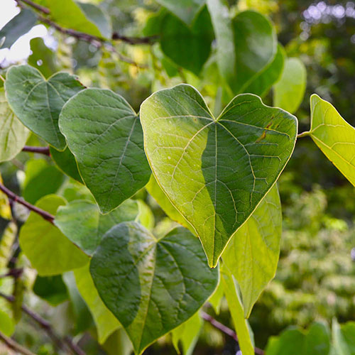 Cercis canendensis Forest Pansy Cercis canendensis Forest Pansy
