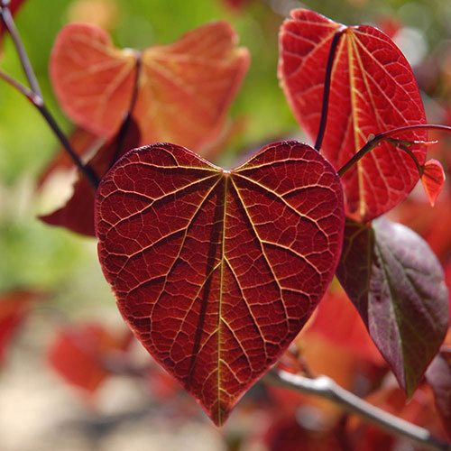Cercis canendensis Forest Pansy Cercis canendensis Forest Pansy