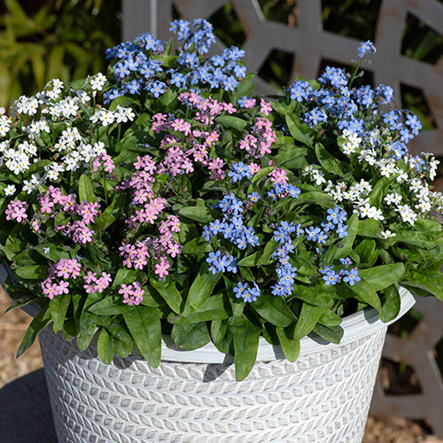 Myosotis Mon Amie Mixed
