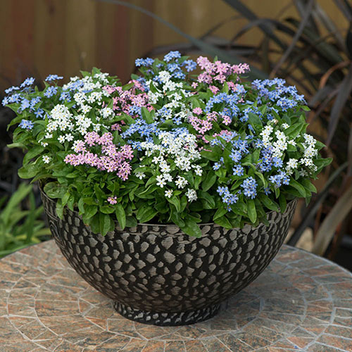 Myosotis Mon Amie Mixed