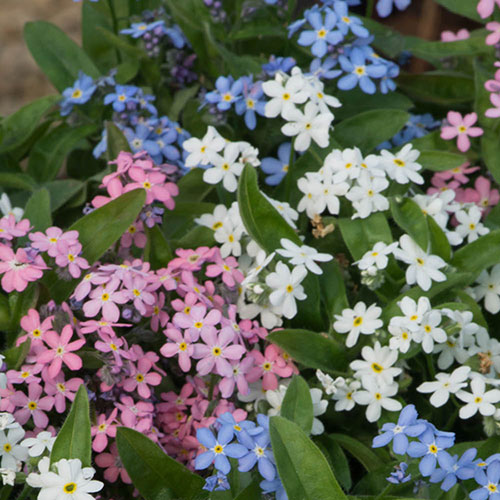 Myosotis Mon Amie Mixed