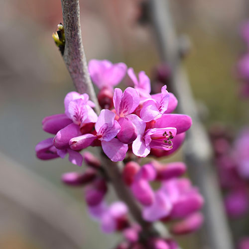 Cercis chinensis Avondale 