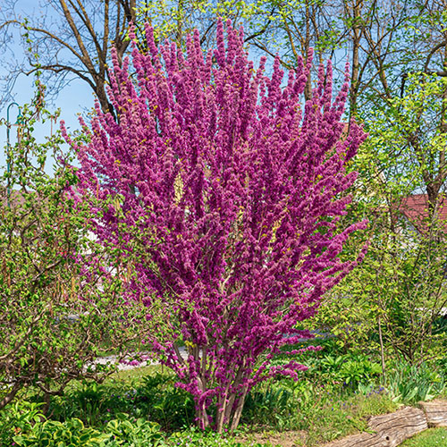 Cercis chinensis Avondale 