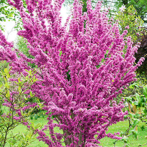 Cercis chinensis Avondale 