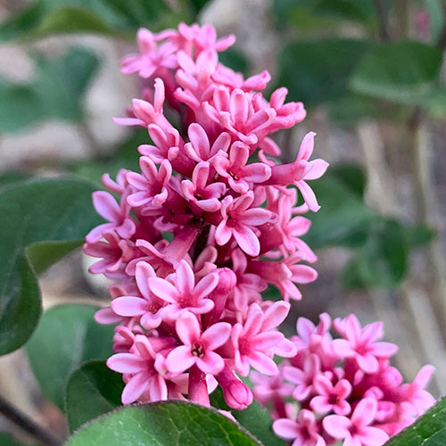 Syringa meyeri Little Rosie standard 