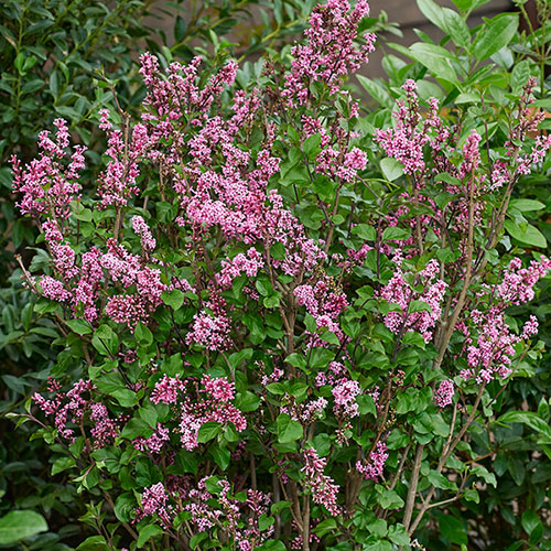 Syringa meyeri Little Rosie standard 