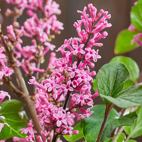 Syringa meyeri Little Rosie standard 