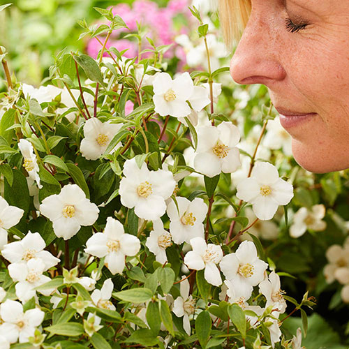 Philadelphus Petite Perfume White 