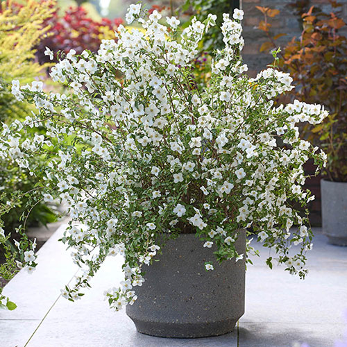 Philadelphus Petite Perfume White 
