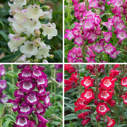 Penstemon Arabesque 