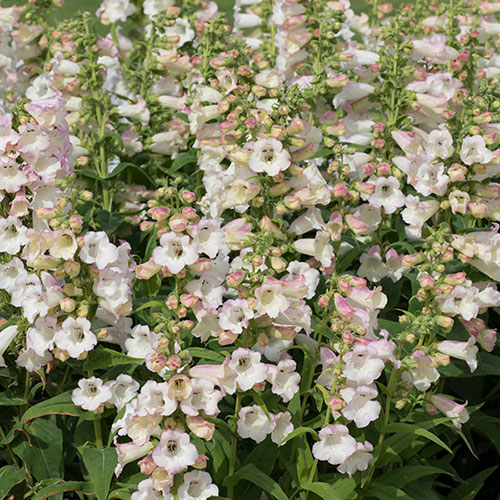 Penstemon Arabesque 