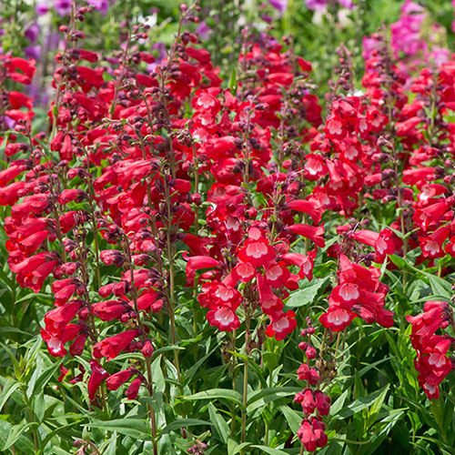 Penstemon Arabesque 