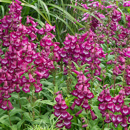Penstemon Arabesque 