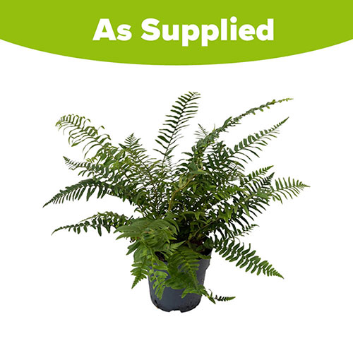 Korean Rock Fern