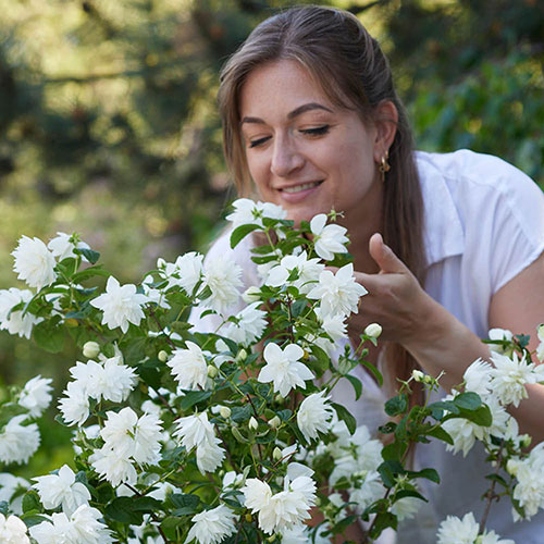 Philadelphus lewisii Pearls of Perfume 