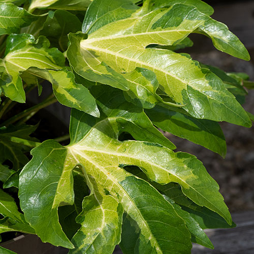 Fatsia japonica Camouflage 