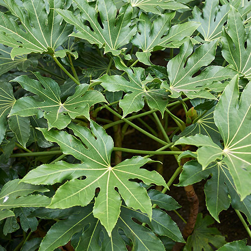 Fatsia japonica Fatsia japonica