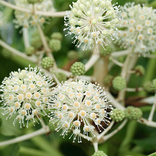 Fatsia japonica Fatsia japonica