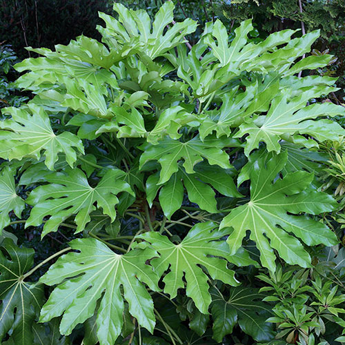 Fatsia japonica Fatsia japonica
