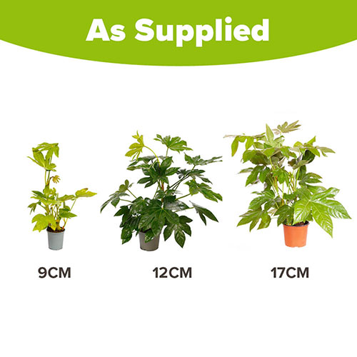 Fatsia japonica