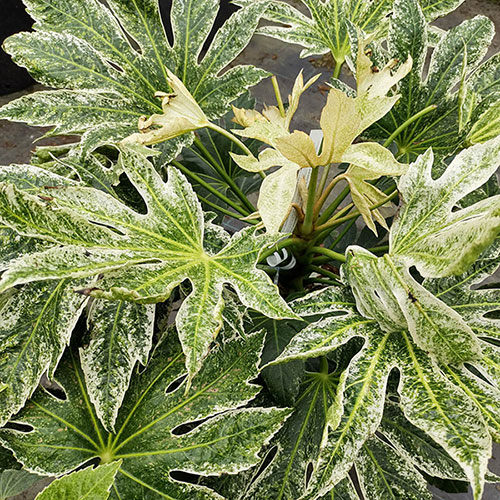 Fatsia japonica Spiders Web Fatsia japonica Spiders Web