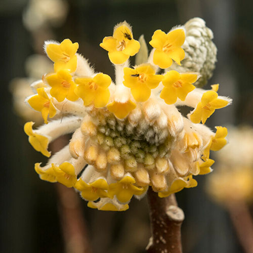 Edgeworthia chrysantha Grandiflora 