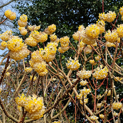 Edgeworthia chrysantha Grandiflora 