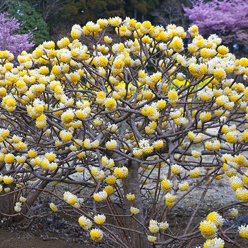 Edgeworthia chrysantha Grandiflora 