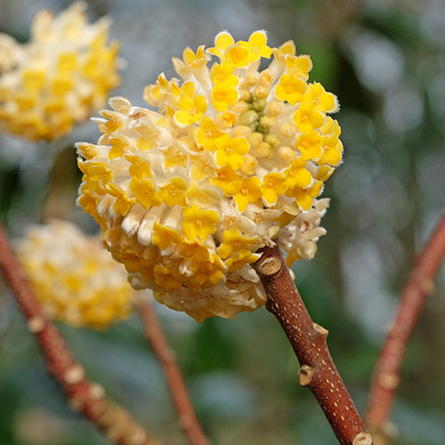 Edgeworthia chrysantha Grandiflora 