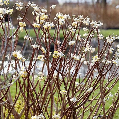 Edgeworthia chrysantha Grandiflora 