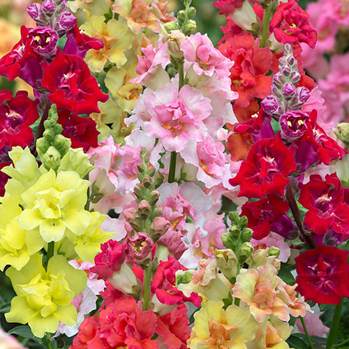 Antirrhinum Doubleshot Mix Antirrhinum Doubleshot Mix