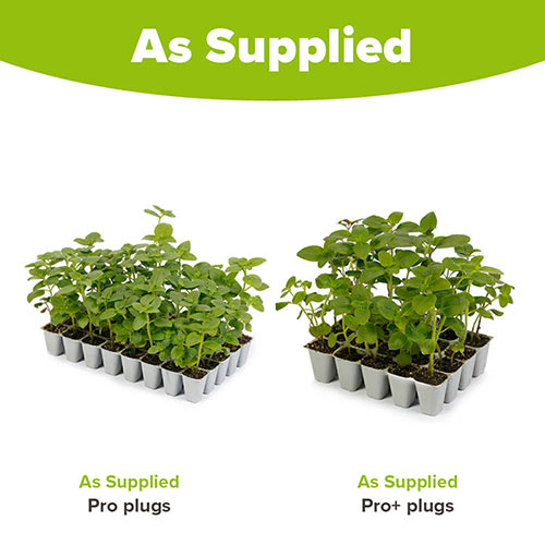 Antirrhinum Double Shot Mix Antirrhinum Double Shot Mix