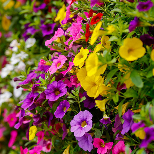 Calibrachoa Cabaret Collection Calibrachoa Cabaret Collection