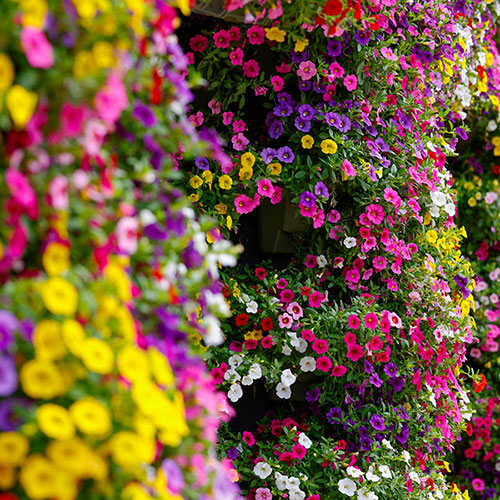 Calibrachoa Cabaret Collection Calibrachoa Cabaret Collection