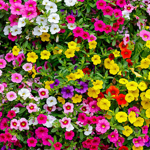 Calibrachoa Cabaret Collection Calibrachoa Cabaret Collection