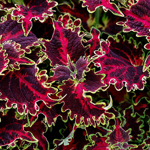 Coleus Solar Flare Coleus Solar Flare
