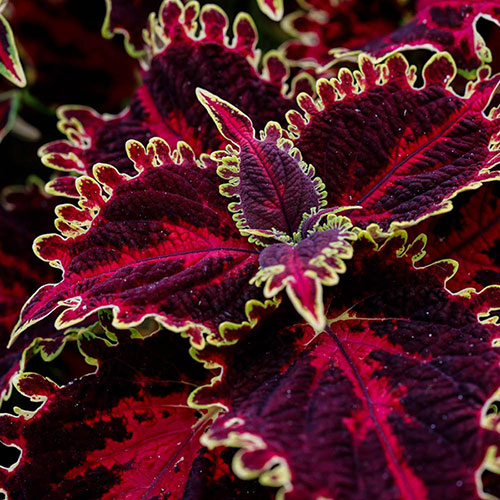 Coleus Solar Flare Coleus Solar Flare