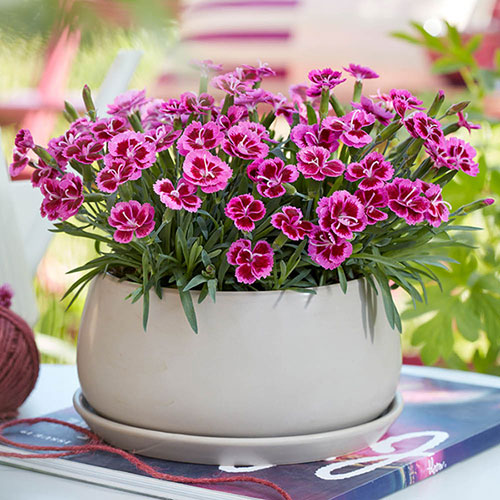 Dianthus Picture Perfect Dianthus Picture Perfect